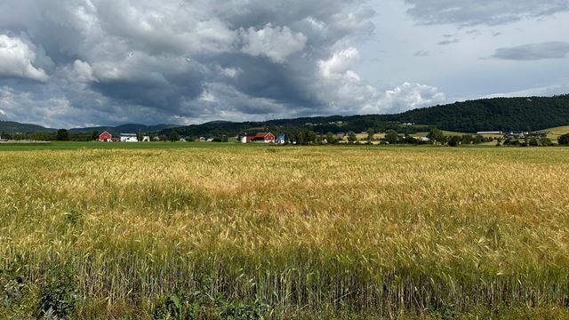 Kornåker på Stadsbygd med utsikt fra Museet Kystens arv.