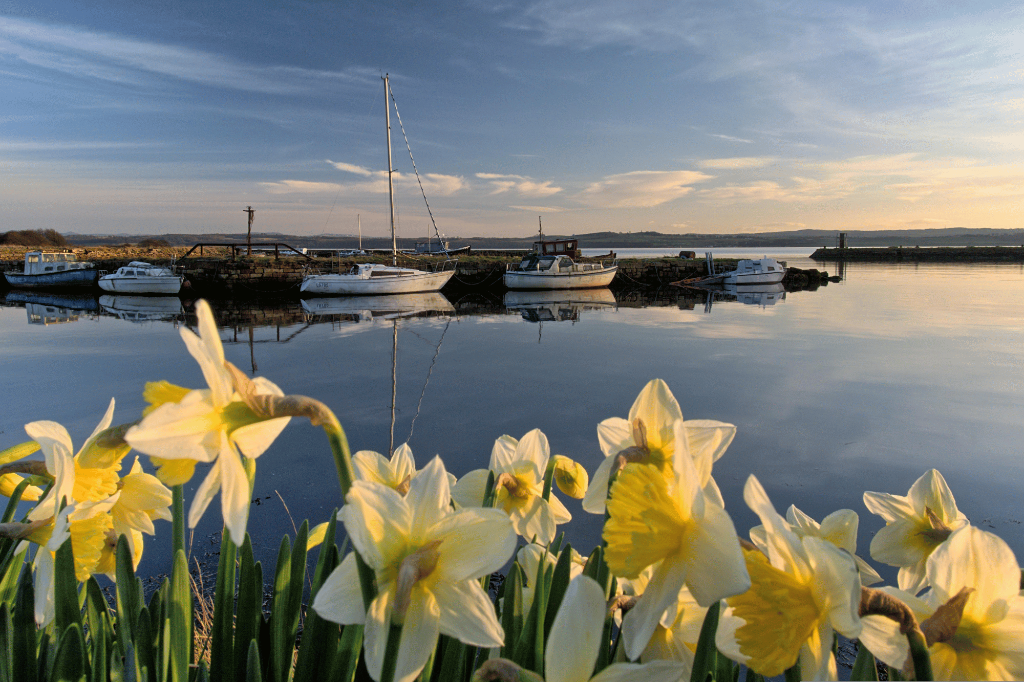 Påskeliljer foran båter